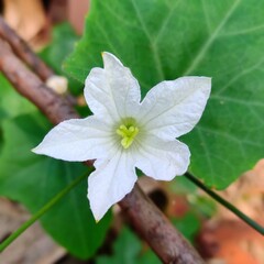 White flower of Coccinia grandis. Coccinia grandis, the ivy gourd, also known as scarlet gourd or tindora