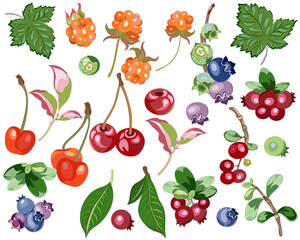 Forest berry clip art, Berry plant clip art, Special gifts PNG, Popular berries clip art