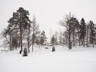 Winter forest. Trees under the snow