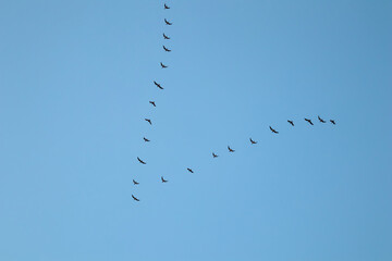 Flock of wild birds flying in a wedge against blue sky. The concept of avian migratory