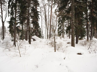 Winter forest. Trees under the snow