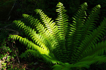 朝日に光る上高地のシダ