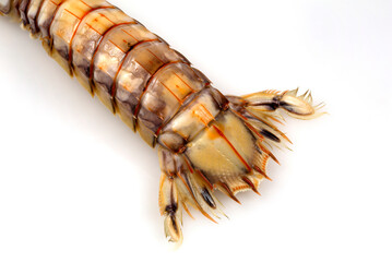 Mantis Shrimp or Stomatopods Crustaceans