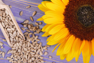 Sunflower seeds with spoon or scoop and beautiful yellow flower