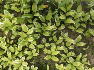green leaves background