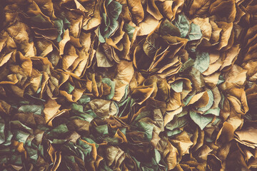 Background of stale leaf on the wall, fall nature background, artificial foliage texture