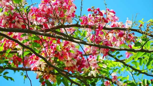 Java Cassia or Pink Shower or Apple Blossom Tree or Rainbow Shower Tree blooming in summer