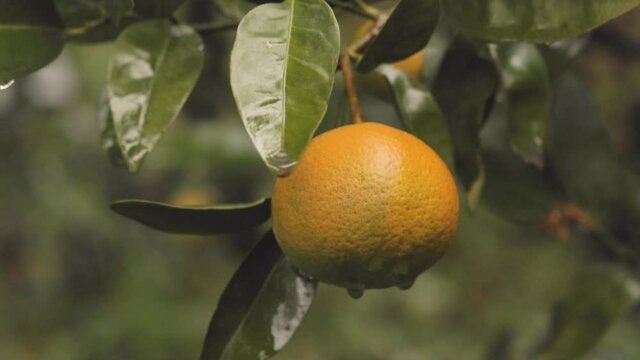 Detail of mandarin tree with ripe orange mandarins ready to harvest and consume.