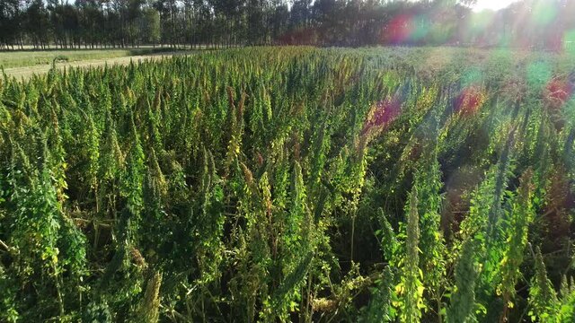 Quinoa plants in growth at field