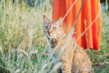 Woman walks with her pet cat on a leash in nature.