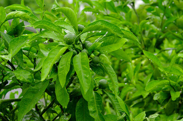 Little green lemons on the lemon tree