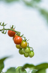 ミニトマト,tomato