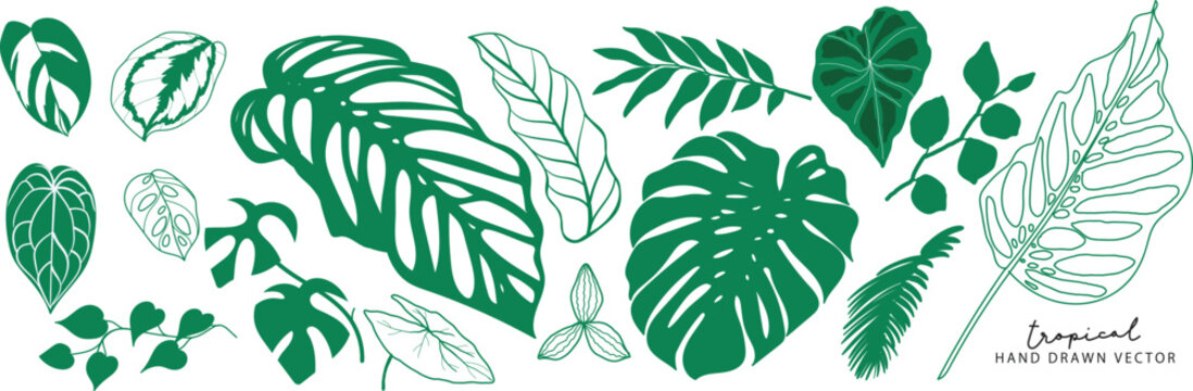 Tropical leaves collection. Vector isolated elements on the white background. summer clipart