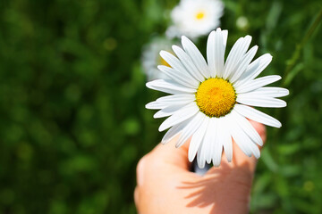 hand holds white chamomile on green grass background