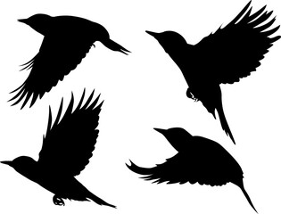 four woodpecker silhouettes isolated on white