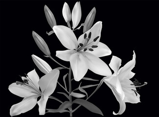 isolated on black grey lily flower with three blooms