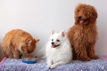Red cat is eating food from bowl next to white little Pomeranian and miniature red brown poodle is sitting