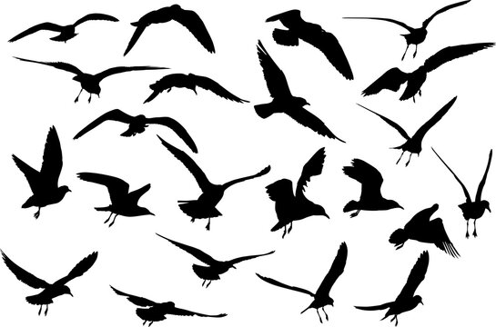 twenty two gull silhouette collection isolated on white