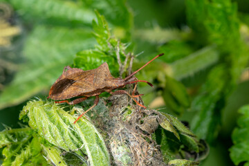 Side view of an American pine bug on a withered leaf