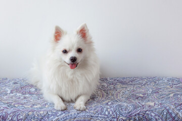 Small white Pomeranian dog with its tongue hanging out is lying on the mat
