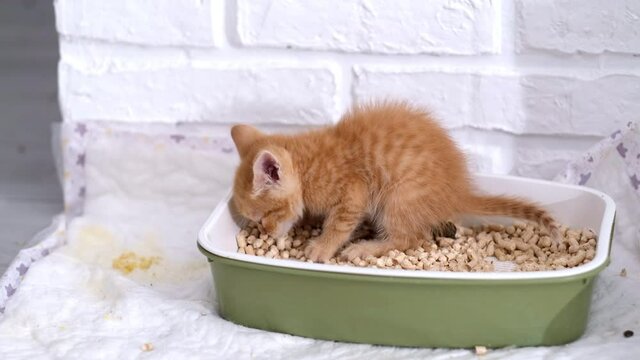 4k Little ginger kitten pees and poops in litter box. Cat buries poop with its paws. Teaching small cats pets to walk pooping in the tray.