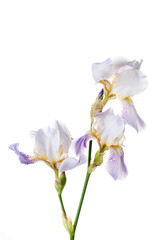 Fototapeta na wymiar iris on the white background