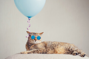 Ginger cat in trendy sunglasses lying beside a blue balloon on a couch on a background of a white...