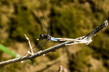 dragonfly on a branch