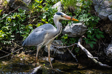 great blue heron