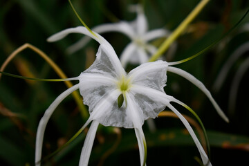 Close up of a white spider lily