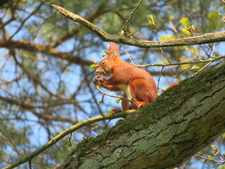 red squirrel eating on a tree