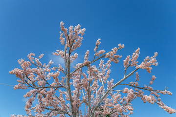 Artificial spring blooming cherry tree, sunny day, Moscow, Russia