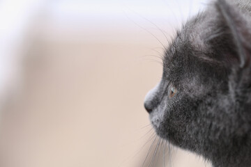 Small gray kitten with yellow eyes. Long-haired cute cat.