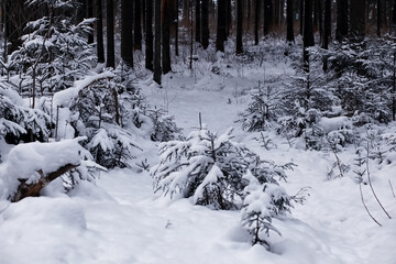 Winter forest. Landscape of the park in winter. Snow-covered trees at the edge.