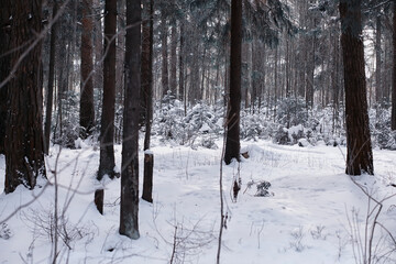 Winter forest. Landscape of the park in winter. Snow-covered trees at the edge.