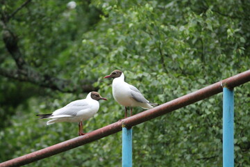 seagull on a fence