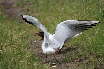black headed gull
