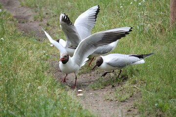 black headed gull