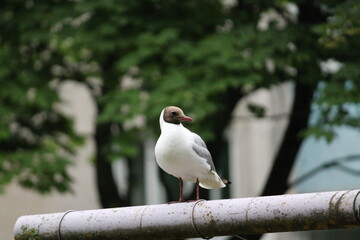 black headed gull