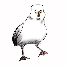 Hand drawn illustration with seagull isolated on white