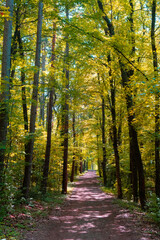 path in green forest