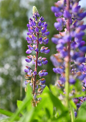 Lupinen
