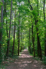 Fototapeta premium path in green forest