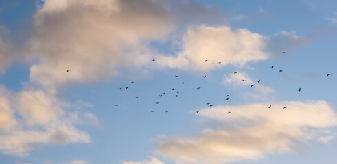 white clouds and blue sky