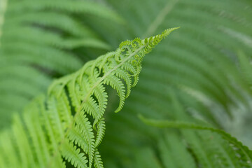 Green fresh fern leaves Dreamy Ferns Backdrop.