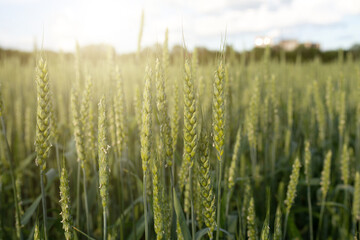 Green spikelets against the background of a field in the rays of the setting sun. Organic farming concept. Selective focus, blurred background