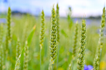 cornflowers in a farmers field with wheate