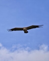 eagle in flight