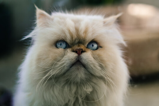 gato persa blanco y ojos celestes