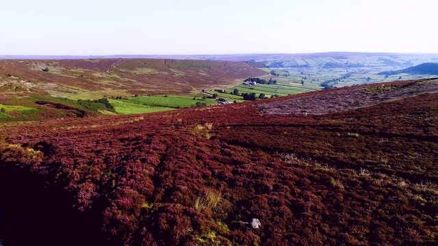 North York Moors Heather at Danby Dale - Aerial Drone Footage of heather in full bloom in Summer - Clip 5